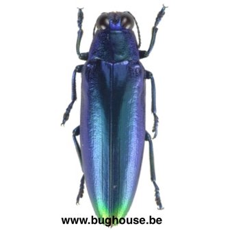 Chrysochroa Fulminans - Blue (Java)