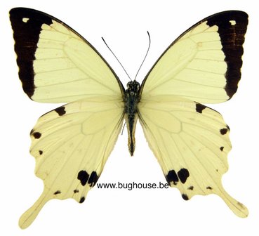 Papilio dardanus (RCA)
