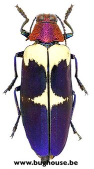 Chrysochroa buqueti rugicollis (Thailand)