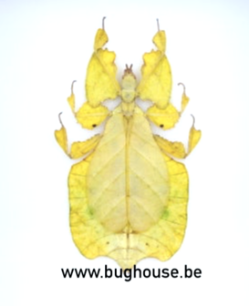 Phyllium Pulchrifolium FEMALE (YELLOW) (Java) 