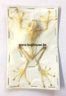 Rhacophorus Reinwardtii (Java) SKELETON