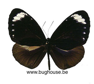 Euploea Tulliolus Pollita (Philippines)