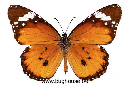Danaus chrysippus (Philippines)