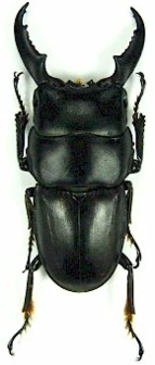 Dorcus intermedius intermedius (Morotai) ♂︎