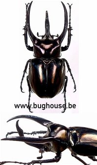 Chalcosoma atlas Keyboh 50-55 mm (Sumatra)