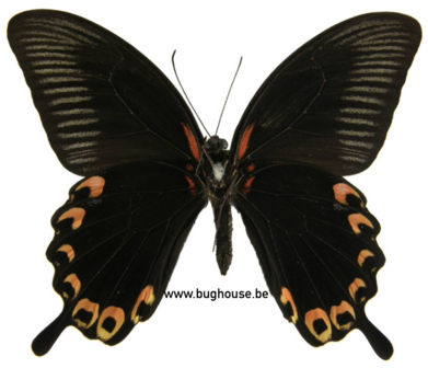 Papilio Deiphobus (Ceram)