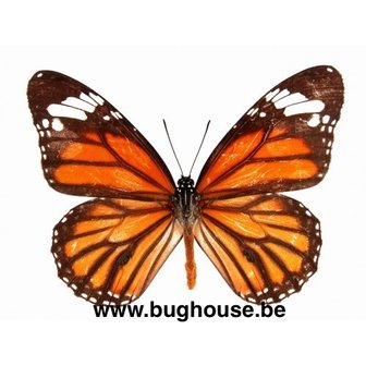 Danaus Plexippus (Peru)