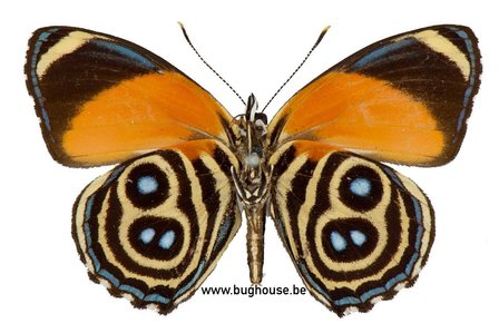 Callicore Eunomia (Peru) underside