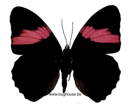 Adelpha Lara (Peru)