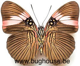 Adelpha Lara (Peru)