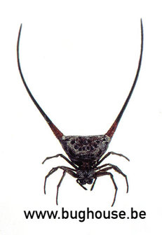 Gasteracantha Acuarata (Java)
