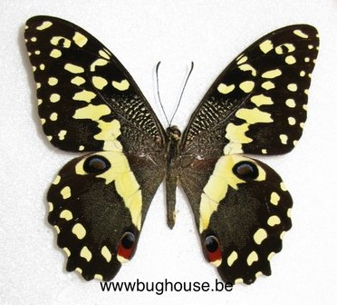 Papilio Demodocus (Madagascar)