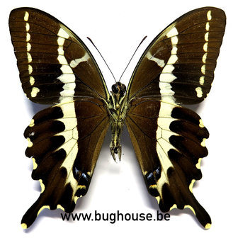 Papilio delalandei (Madagascar) ♂︎