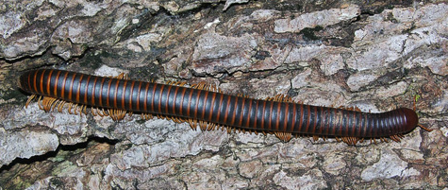 Millipede SP1 (Madagascar)