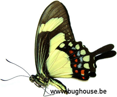 Papilio Torquatus (Peru) underside