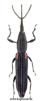 Zetaphloeus Pugionatus (Madagascar) ♀︎/♂︎