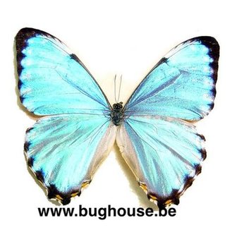 Morpho portis (Brazil)