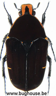 Euchroea Episcopalis (Madagascar) ♂︎/♀︎