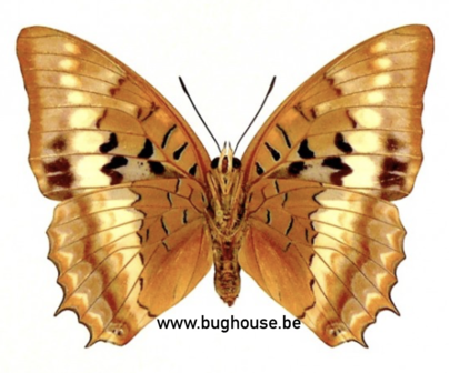 Charaxes lucretius (RCA) backside