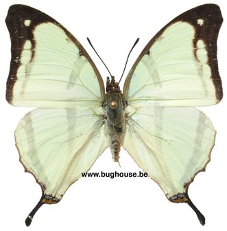 Charaxes Kahldeni (RCA)