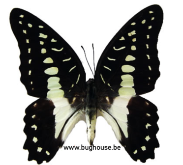 Graphium Meyeri (Ceram)