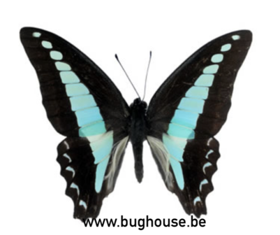 Graphium Milon Anthedon (Sulawesi)