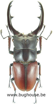 Prosopocoilus astacoides pallidipennis (Sumatra)