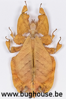 Phyllium Bioculatum FEMALE (Orange) (Java)