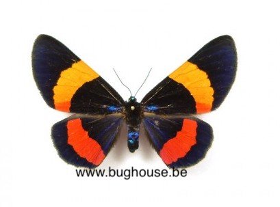 Milioni drucei (Sulawesi)