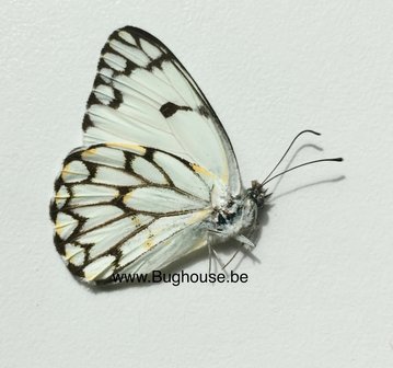 Belenois grandidieri (Madagascar) 