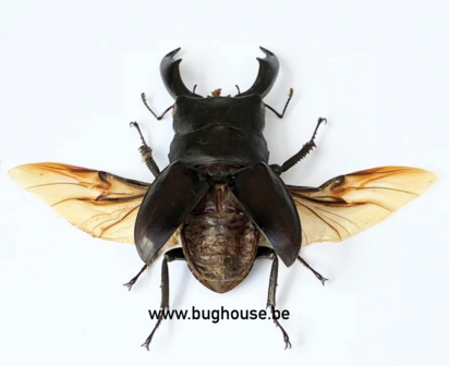 Dorcus Titanus Titanus (Peleng) ♂︎ **SPREAD** 70-79mm