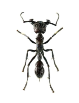 Paraponera Clavata (Peru) 