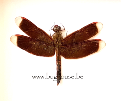 Neurothemis Fluctuans (Kalimantan)