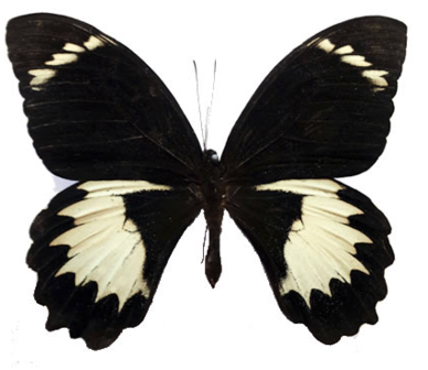 Papilio Aegeus (Arfak) ♂︎
