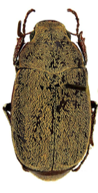Cyphochilus SP1. (Java)  ♂︎/♀︎
