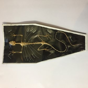 Draco Volans skeleton curved (Java)