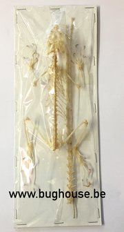 Calotes mystaceus Skeleton (Java)