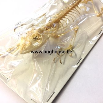 Calotes mystaceus Skeleton (Java)