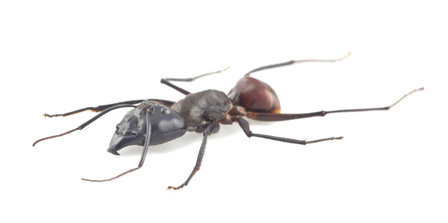 Hormiga Gigante (Peru) ♂︎/♀︎