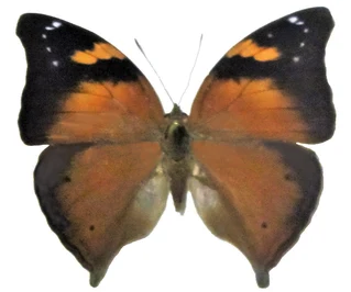 Doleschallia Bisaltide (Peleng) 