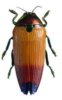 Metaxymorpha Apicallis (Aru) ♂︎
