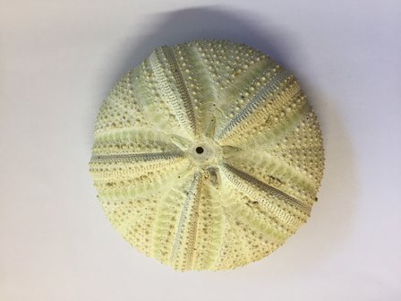 Huge Sea urchin green 