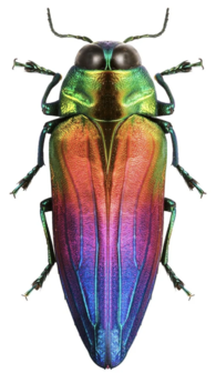 Belionota Tricolor (Indonesia) ♂︎
