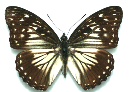 Hestina Divona (Sulawesi) ♂︎