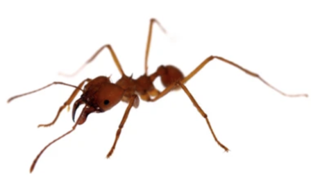Eciton Hamatum (Peru) -Soldier ant-