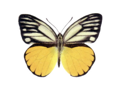 Cepora aspasia (Ceram) ♂︎