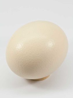 Empty ostrich egg