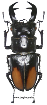 Hexarthrius Parryi Paradoxus (Sumatra) ♂︎81-85mm