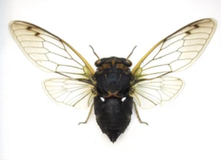 Neotibicen lyricen  (USA)♂︎