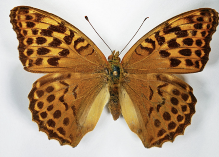 Argynnis childreni (Java) ♂︎/♀︎